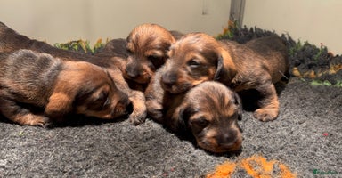 Ruwhaar Teckel honden - Advertentie 6