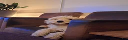 Kruising honden te koop: Verwacht Cockapoo x Australian labradoodle - Advertentie 2