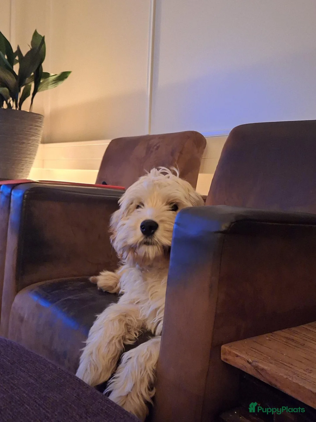 Kruising honden te koop: Verwacht Cockapoo x Australian labradoodle - Advertentie 2