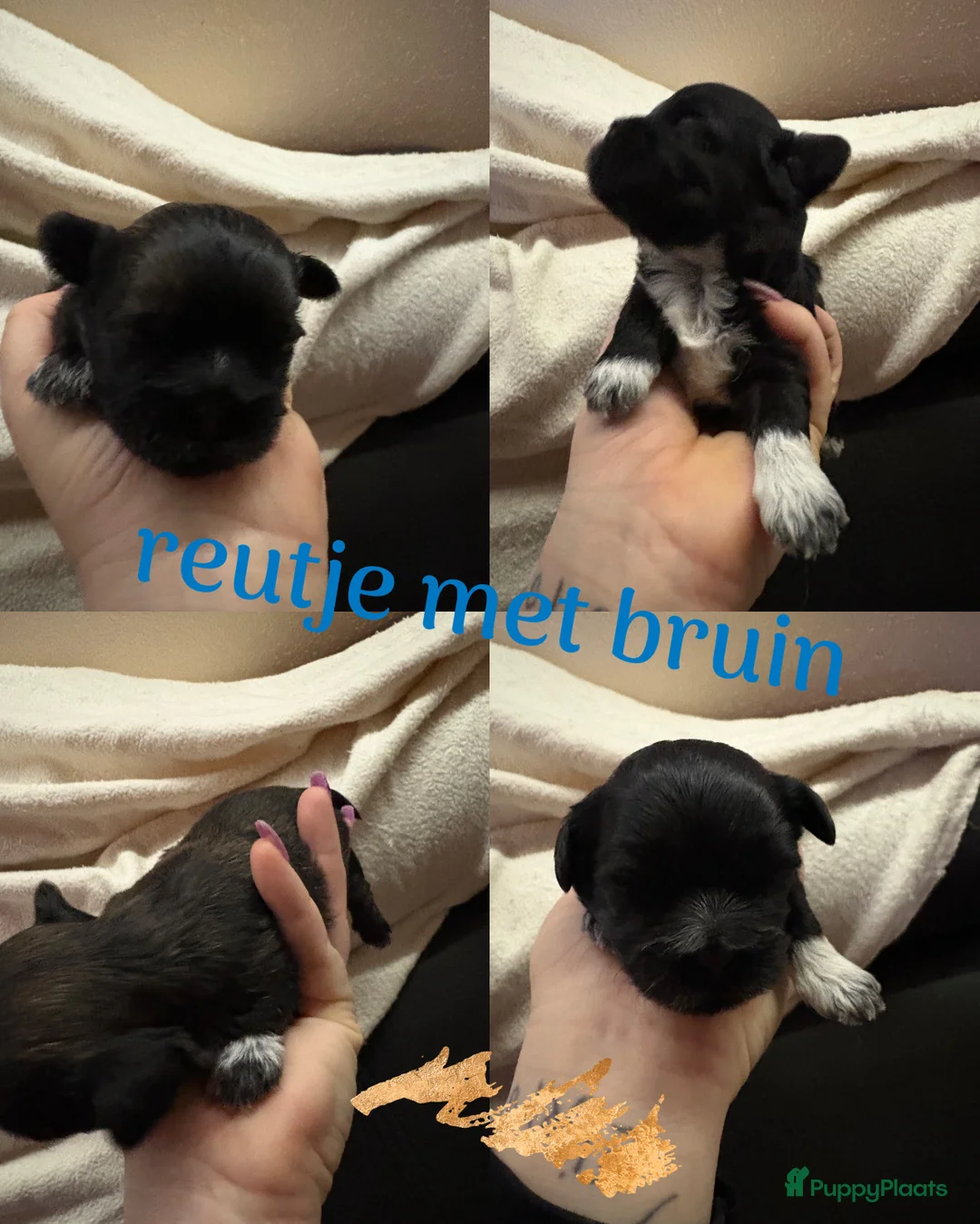 Shih Tzu honden te koop: Boomertjes - Advertentie 11