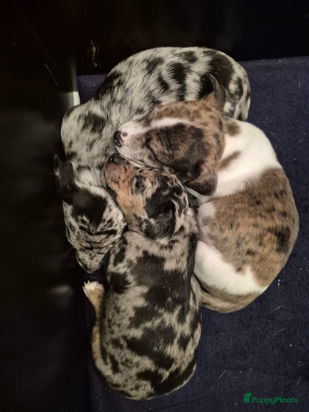 Jack Russel Terriër honden te koop: Merle Jackrussel te koop - Advertentie 5