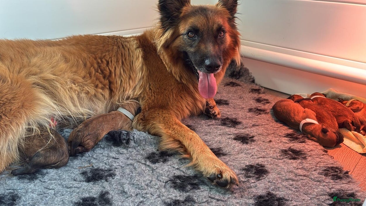 Mechelse Herder honden Baskische herder - Advertentie 1