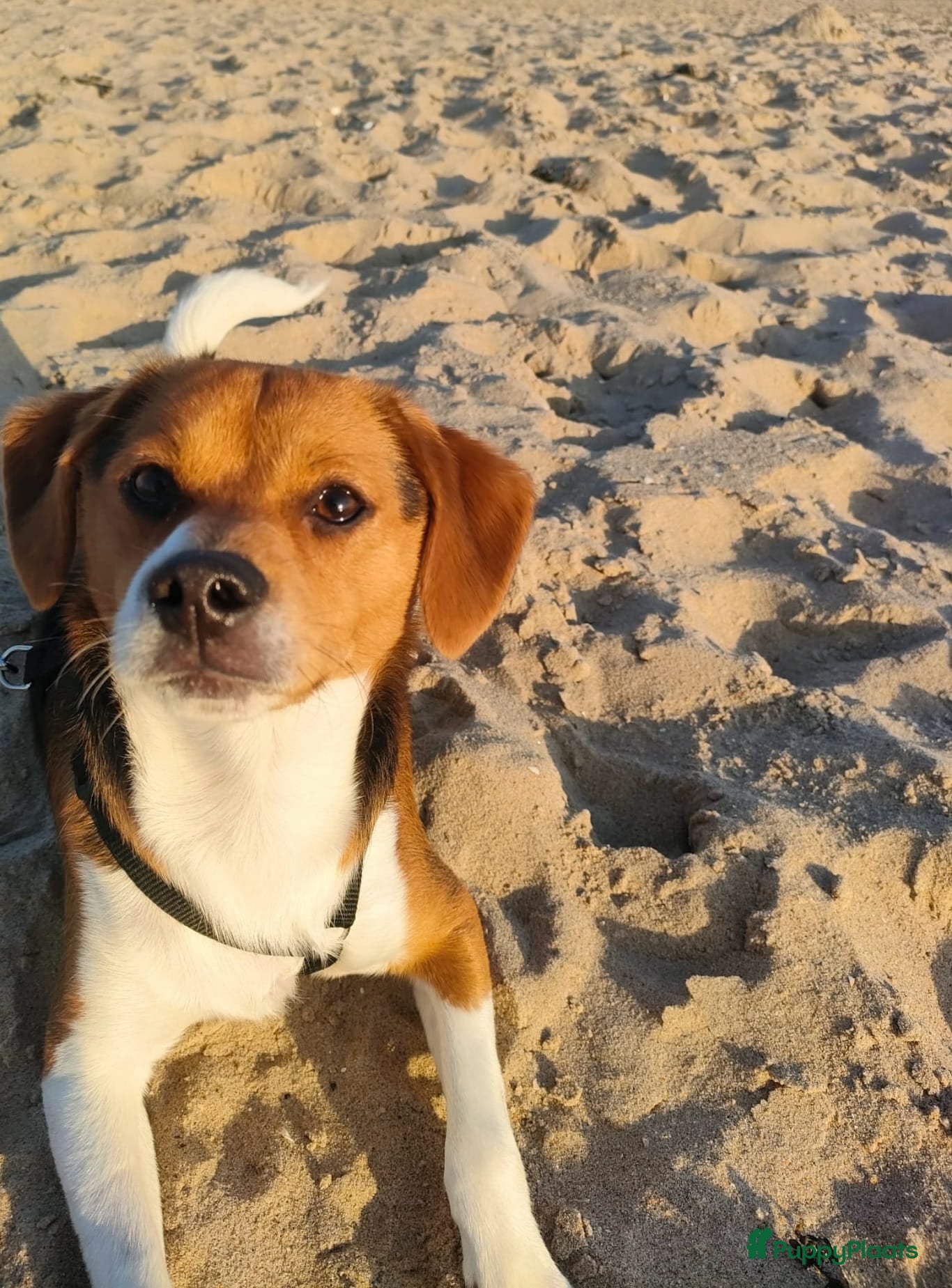 Kruising honden Maatje gezocht - Advertentie 1