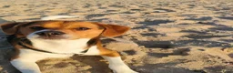 Kruising honden ter adoptie: Maatje gezocht - Advertentie 1