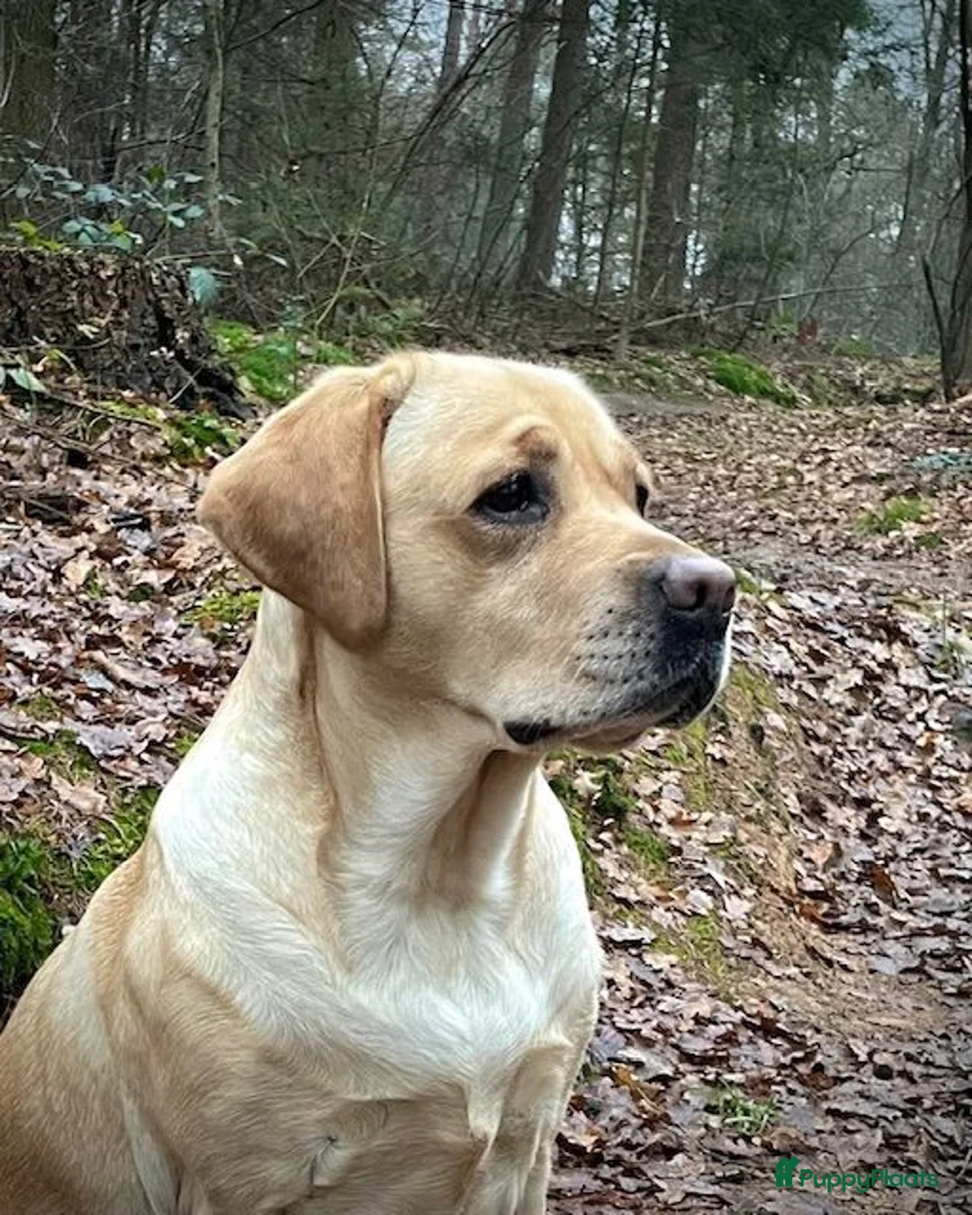 Labrador Retriever honden te koop: Verwacht: Labrador pups, geel en zwart in Borculo - Advertentie 1