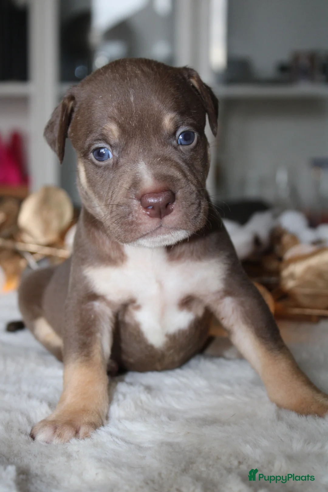 Amerikaanse Bully honden te koop: American Bully pups Abkc België  - Advertentie 14