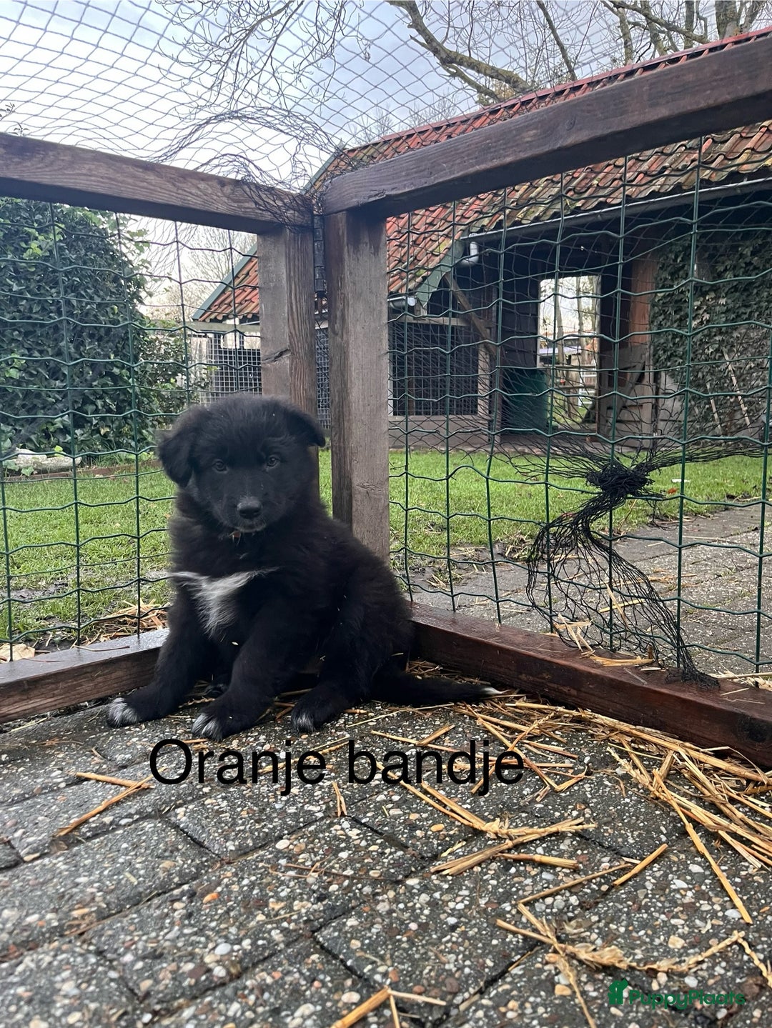 Kruising honden te koop: Lieve duitse herder x border collie pups - Advertentie 26