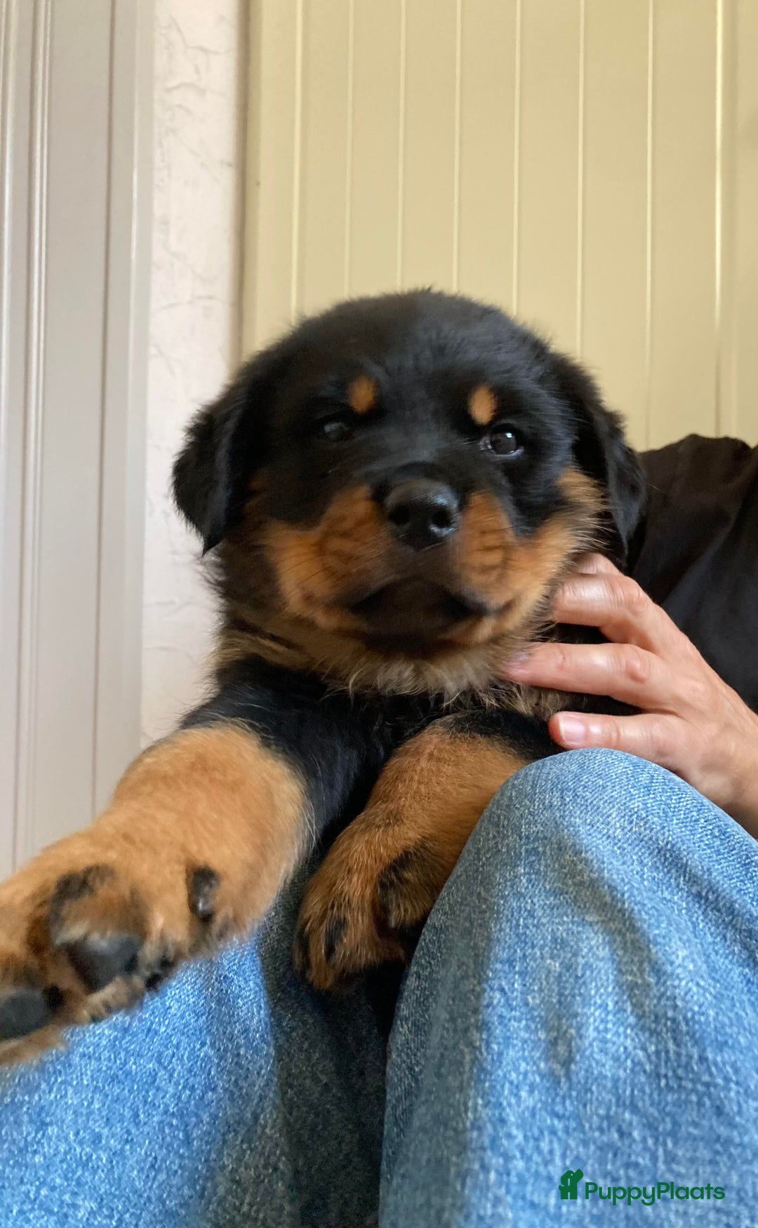 Rottweiler honden te koop: Mooie Rottweiler pups - Afbeelding 5