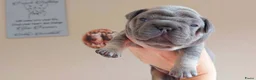 Franse Bulldog honden te koop: Prachtige Franse Bulldog pups met stamboom - Advertentie 12
