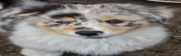 Australian Shepherd honden te koop: 3 prachtige stamboom Aussie reutjes  - Advertentie 9