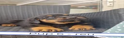 Kruising honden te koop: Rottweiler x moskovitische waakhond in De Westereen - Advertentie 24