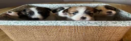 Jack Russel Terriër honden te koop: Jack Russel pups te koop met stamboom - Advertentie 11