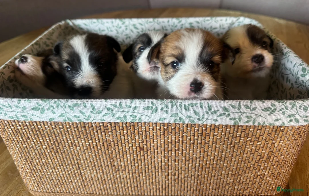 Jack Russel Terriër honden te koop: Jack Russel pups te koop met stamboom - Advertentie 11