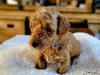 Dwergpoedel honden Xenna is 9-12-2025 bevallen van 4 mooie puppy's - Advertentie 2