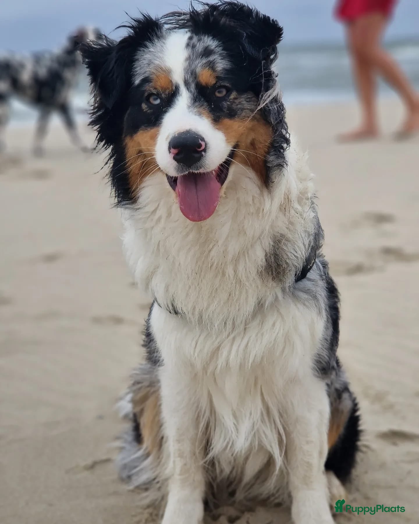 Australian Shepherd honden 3 prachtige stamboom Aussie reutjes  - Advertentie 1