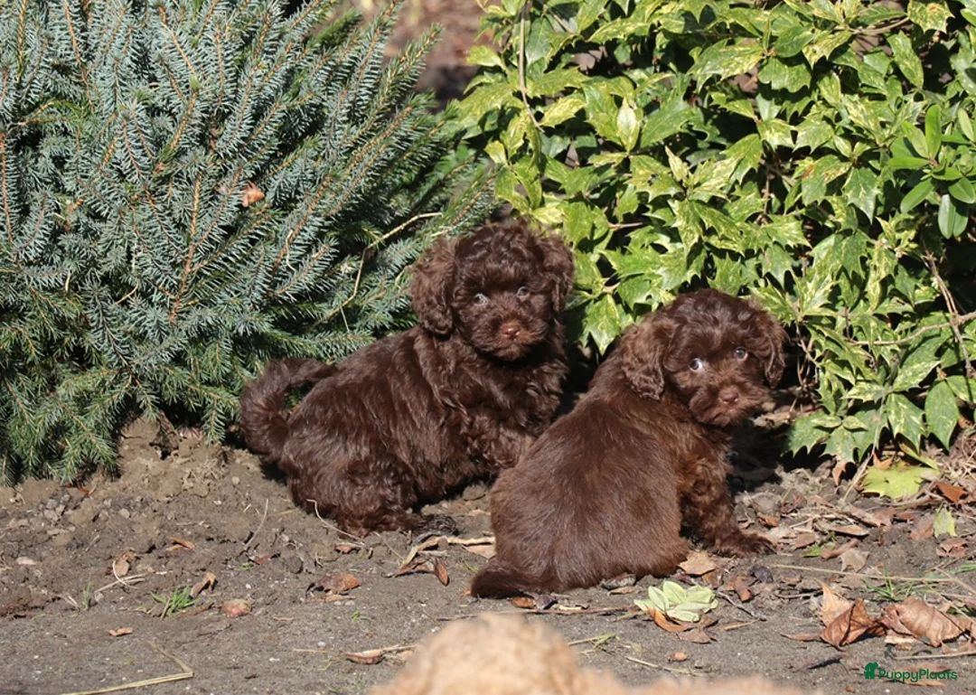 Kruising honden te koop: maltipoo/shihpoo pups beschikbaar - Advertentie 4