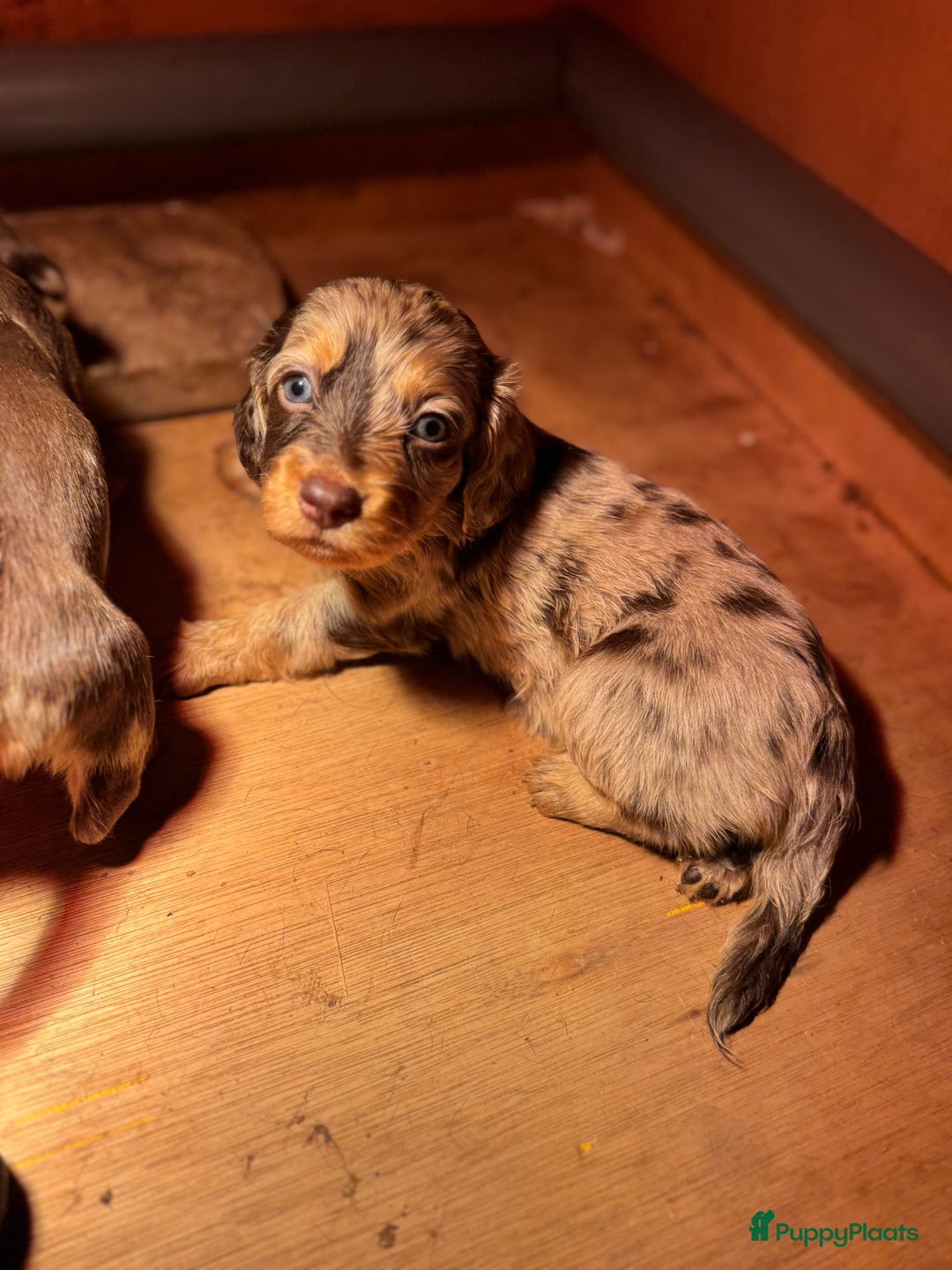 Teckel (korthaar)  honden te koop: Teckel puppy’s  - Advertentie 2