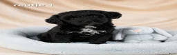 Boomer honden te koop: Mooie gezonde boomer pups. Maltezer maal shih tzu - Advertentie 8