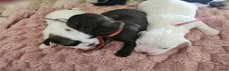 Malshi honden te koop: Malchi  - Advertentie 9
