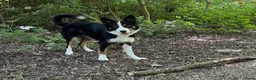 Border Collie honden te koop: Prachtige Border Collie pups | stamboom (ISDS/FCI) in Nagele - Advertentie 3