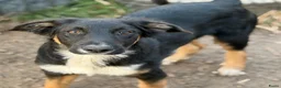 Kruising honden ter adoptie: Dexter - Advertentie 3
