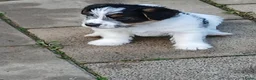 Jack Russel Terriër honden te koop: Ruwharige Jack Russell meisjes in Fijnaart - Advertentie 5