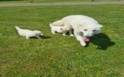 Zwitserse Witte Herdershond honden te koop: super mooie goed gesocialiseerd witte herder pups  - Afbeelding 8