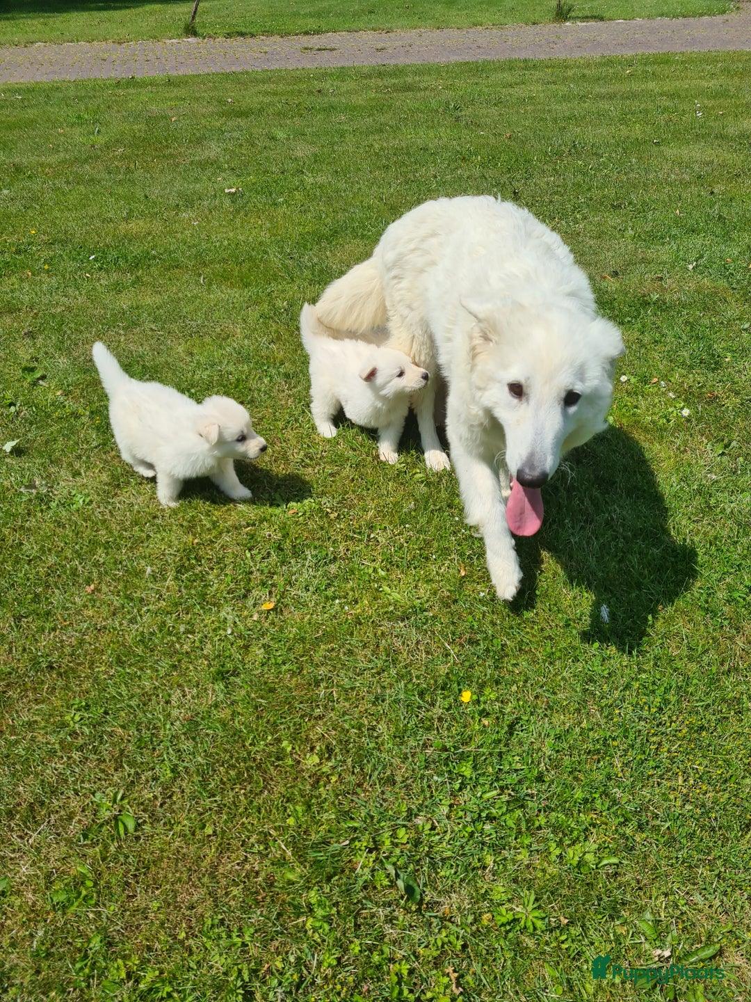 Zwitserse Witte Herdershond honden te koop: super mooie goed gesocialiseerd witte herder pups  - Afbeelding 8