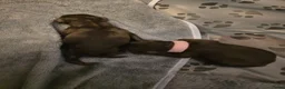 Dwergpoedel honden te koop: 2 choco toypoedel puppy's geboren - Advertentie 3