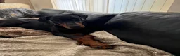 Dobermann honden te koop: Dobermann pups  - Advertentie 6