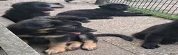 Duitse Herder honden te koop: Langstokharige Duitse Herder puppies zw.en zw/br  - Advertentie 21