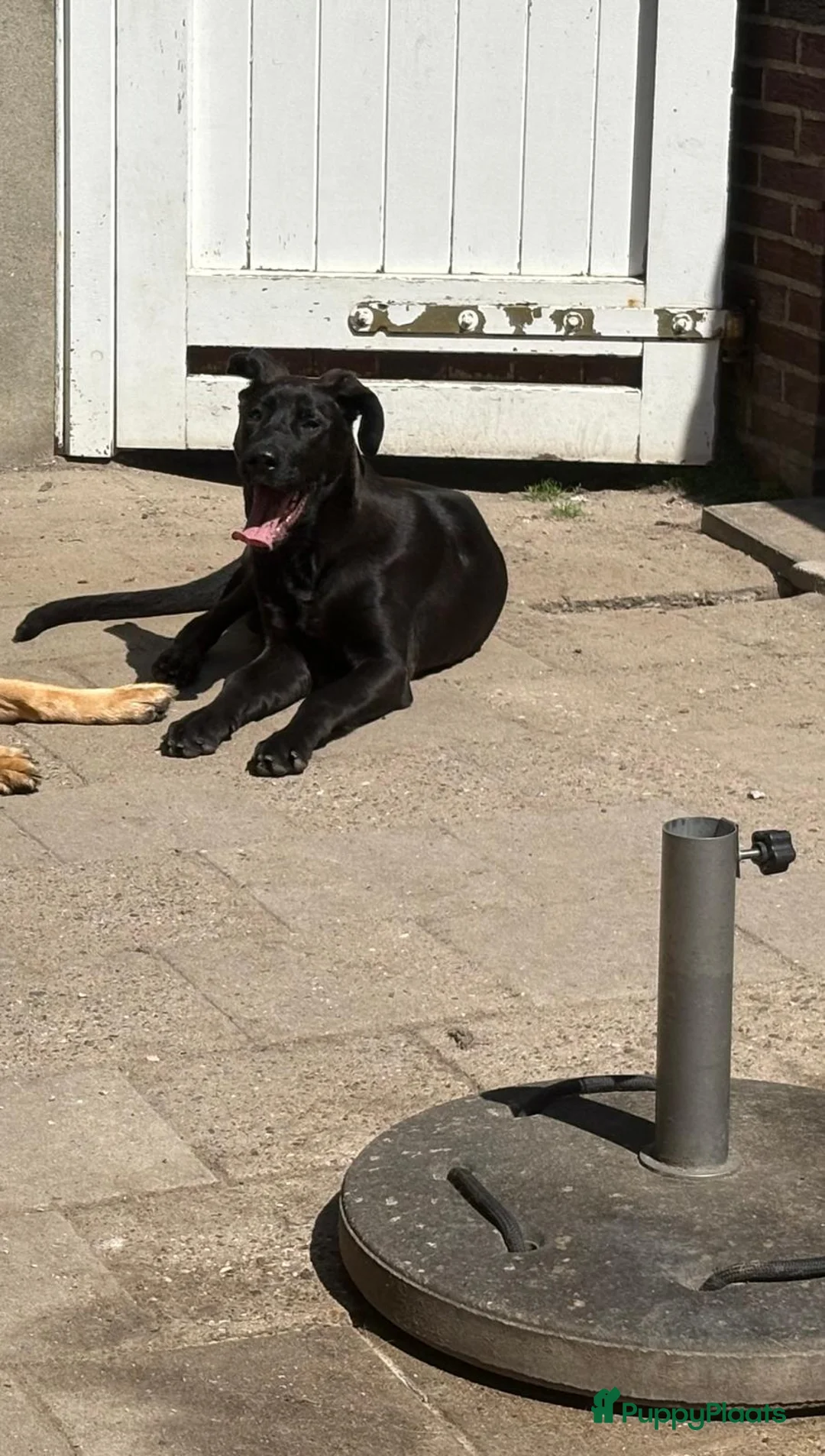 Kruising honden ter adoptie: Duitse dog / Duitse herder  in Roosendaal - Advertentie 4