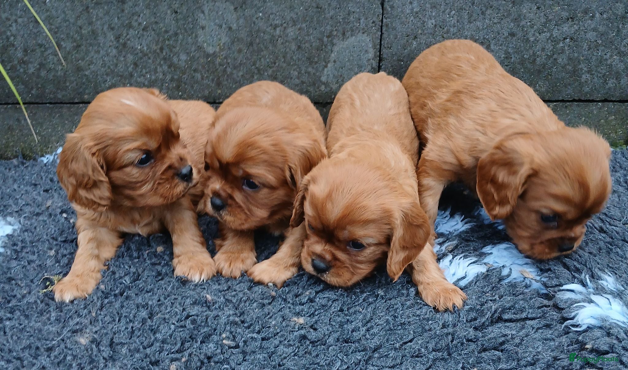 Cavalier King Charles Spaniel honden Cavalier King Charles Spaniel pups - Advertentie 2