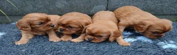 Cavalier King Charles Spaniel honden te koop: Cavalier King Charles Spaniel pups - Advertentie 1