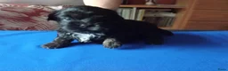 Kruising honden te koop: Boomer Maltezer x Shih Tzu  - Advertentie 9