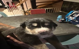 Kruising honden te koop: Liefdevolle bernsky pups  - Afbeelding 5
