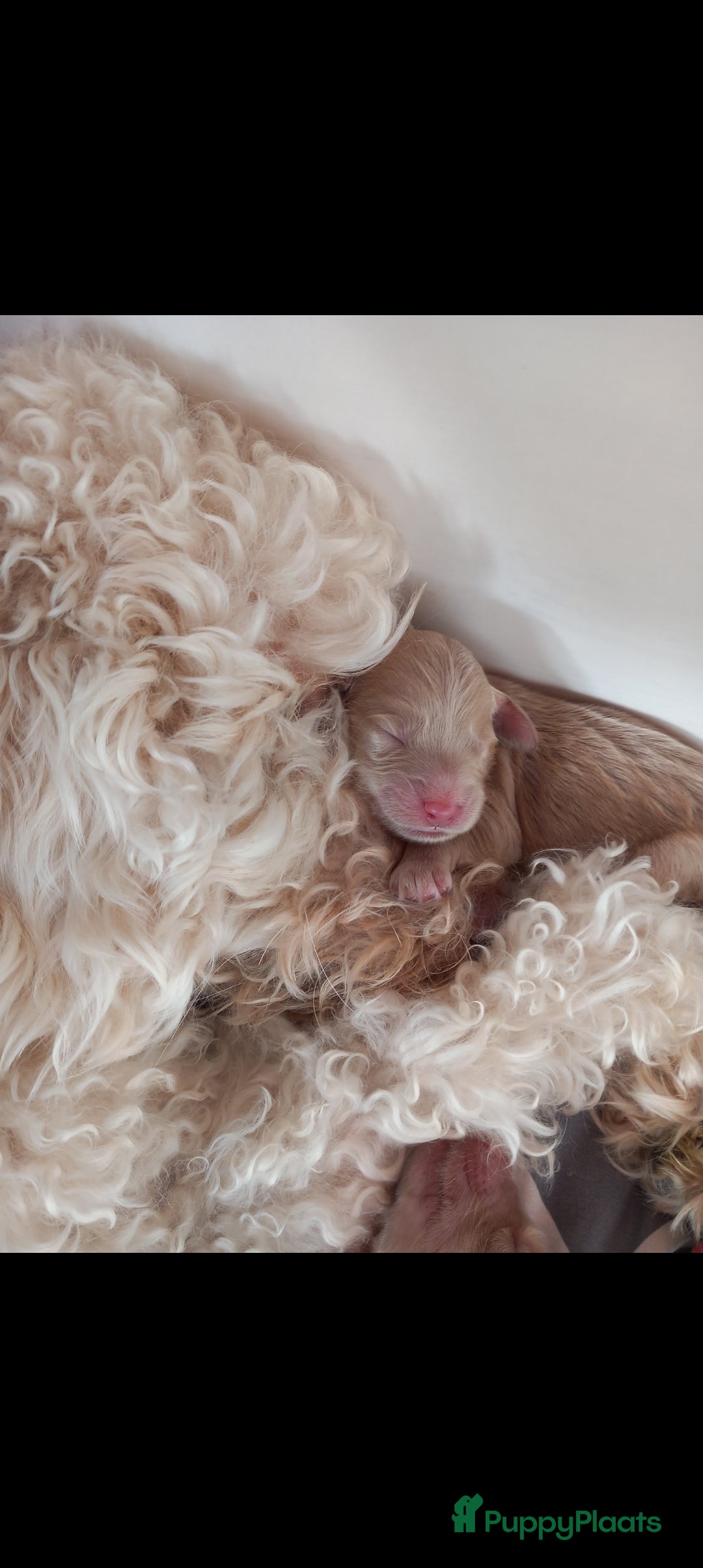 Kruising honden te koop: Prachtige Australian (halve) labradoodle puppies  - Advertentie 14