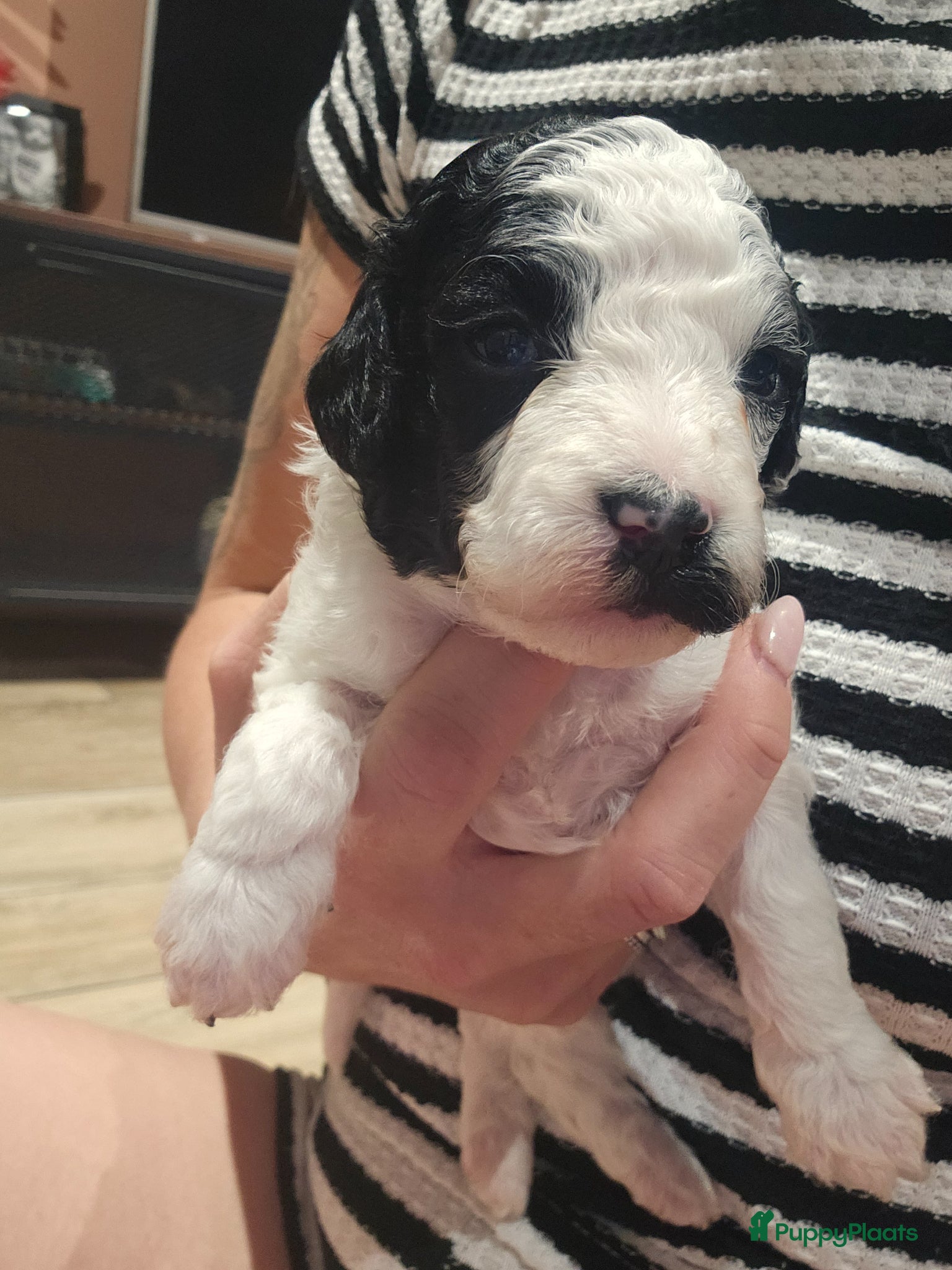 Poedel Toy honden te koop: Knappe toy poedel pups - Advertentie 7