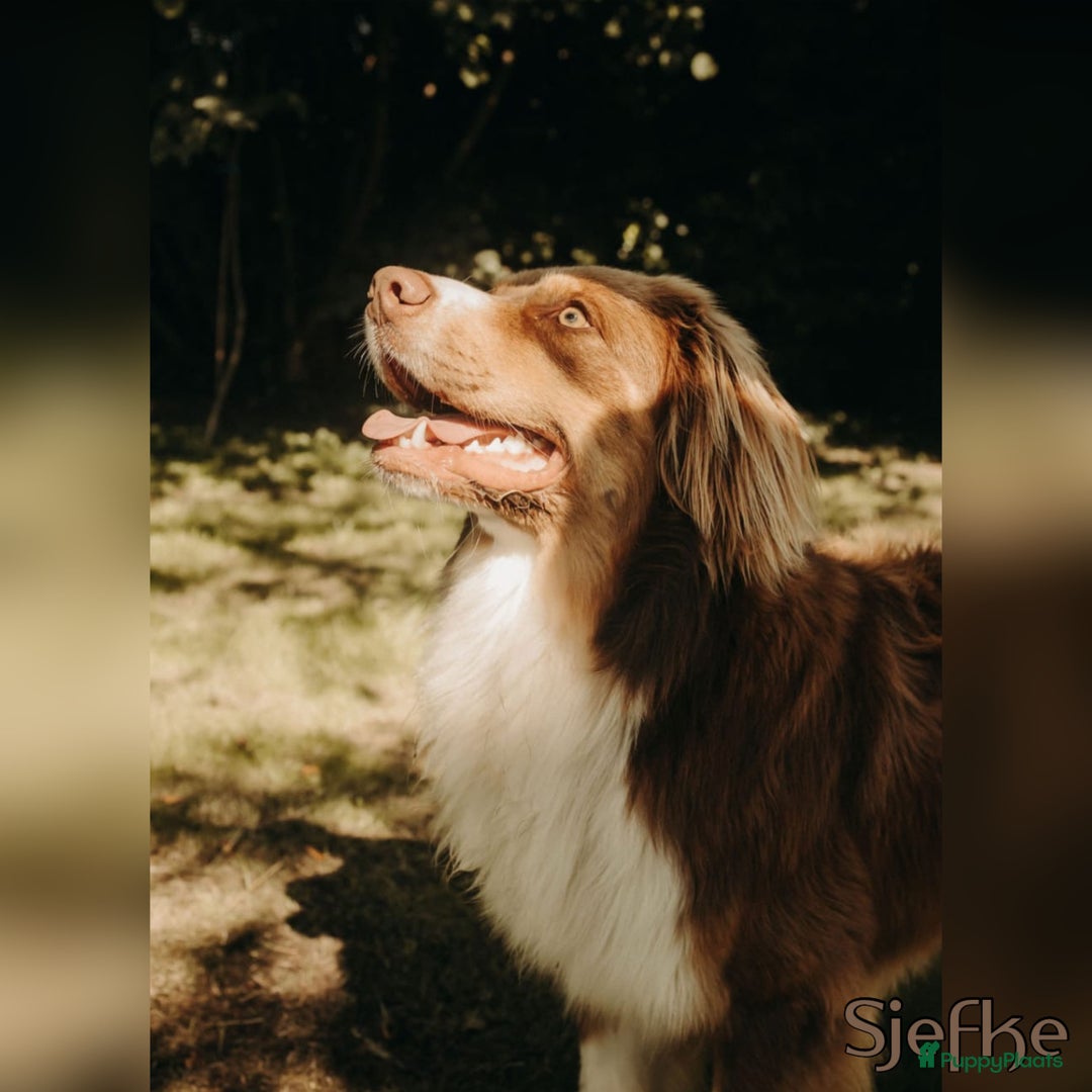 Australian Shepherd honden te koop: Prachtig nestje raszuivere Australian Shepherds - Advertentie 4