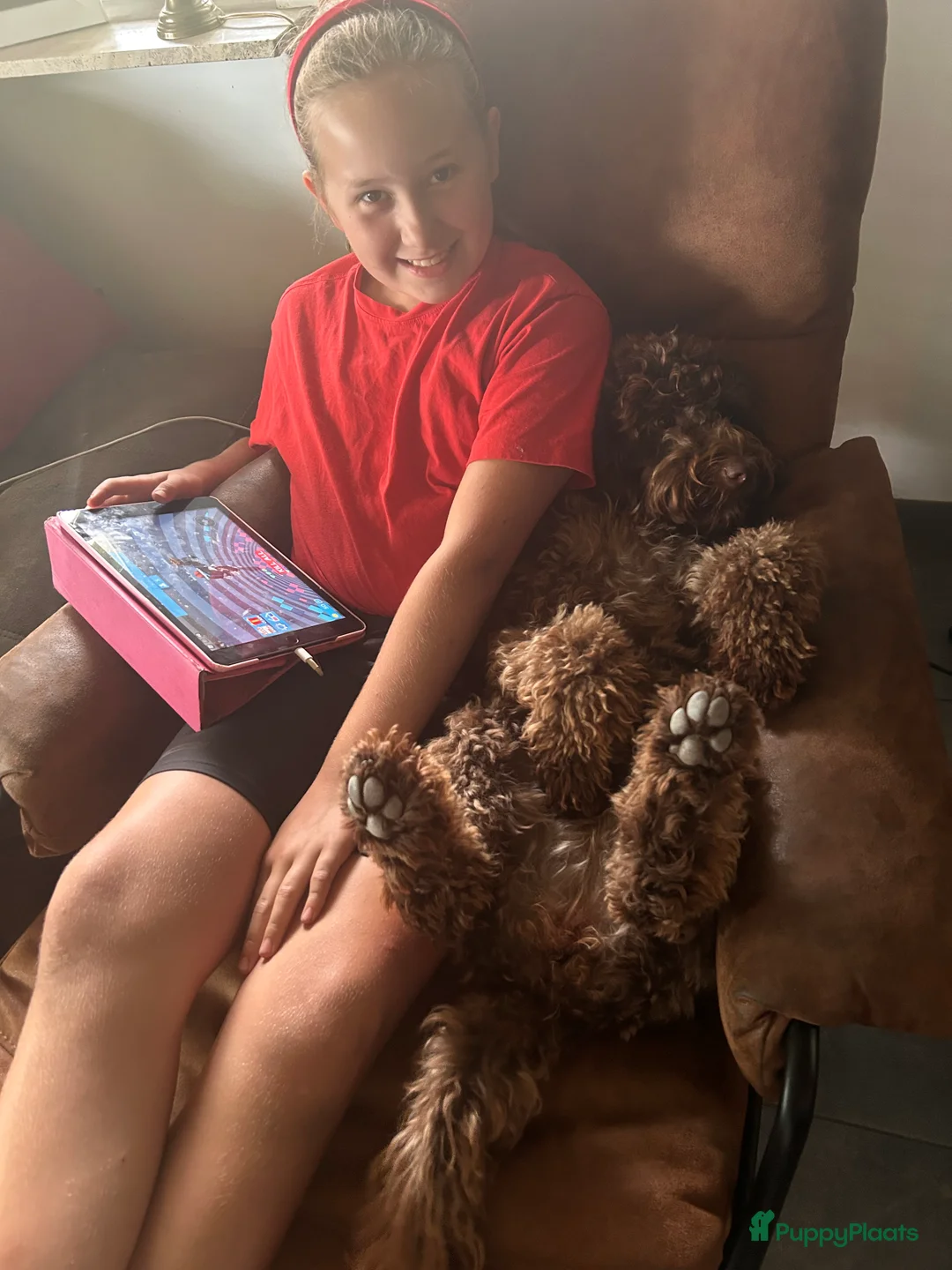 Australian Labradoodle honden te koop: Medium Cobberdog/Australian Labradoodle nestaank - Advertentie 4