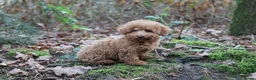 Poedel Toy honden te koop: 🐩 Coco, Nuno & Zizou – Klein maar Bijzonder! ❤️ - Advertentie 7