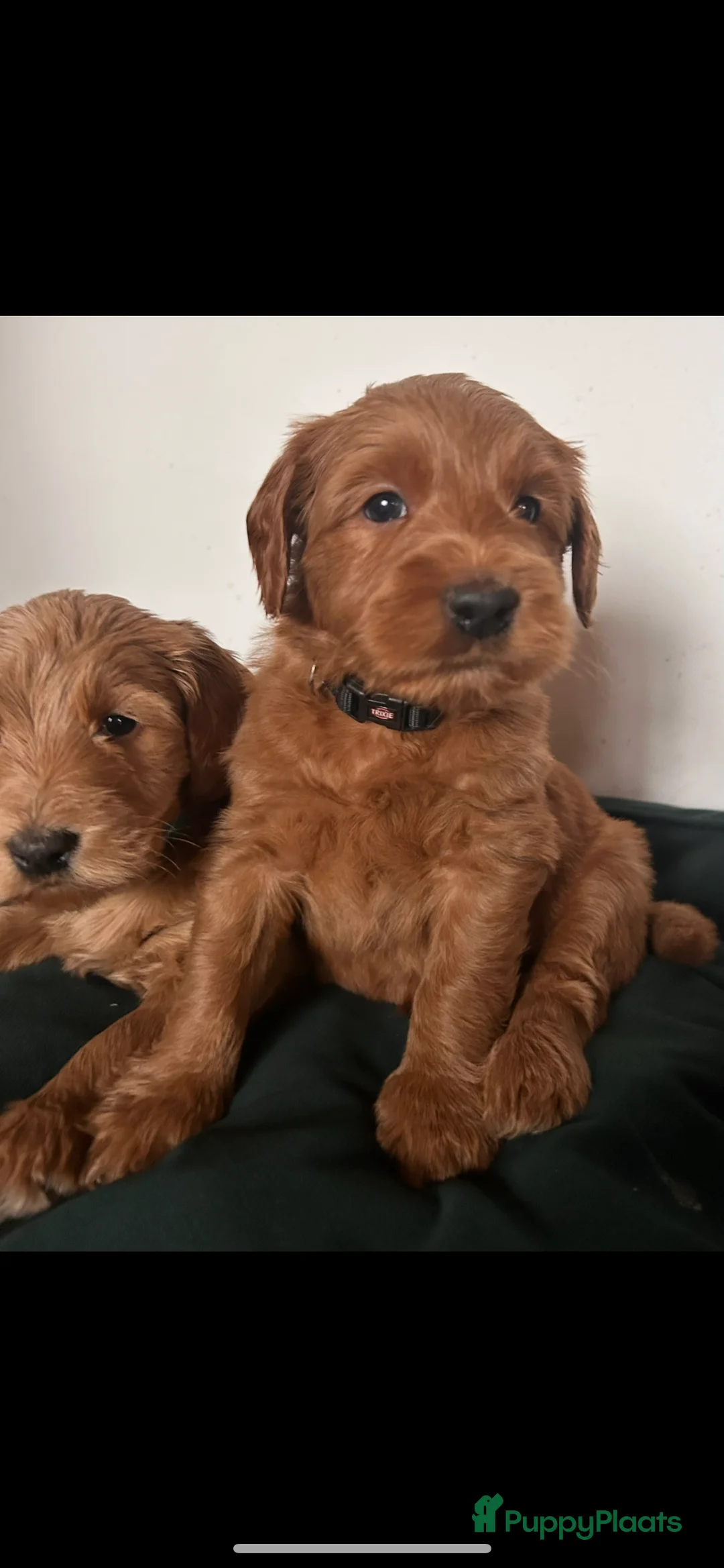 Australian Labradoodle honden te koop: Medium Cobberdog/Australian Labradoodle nestaank - Advertentie 39