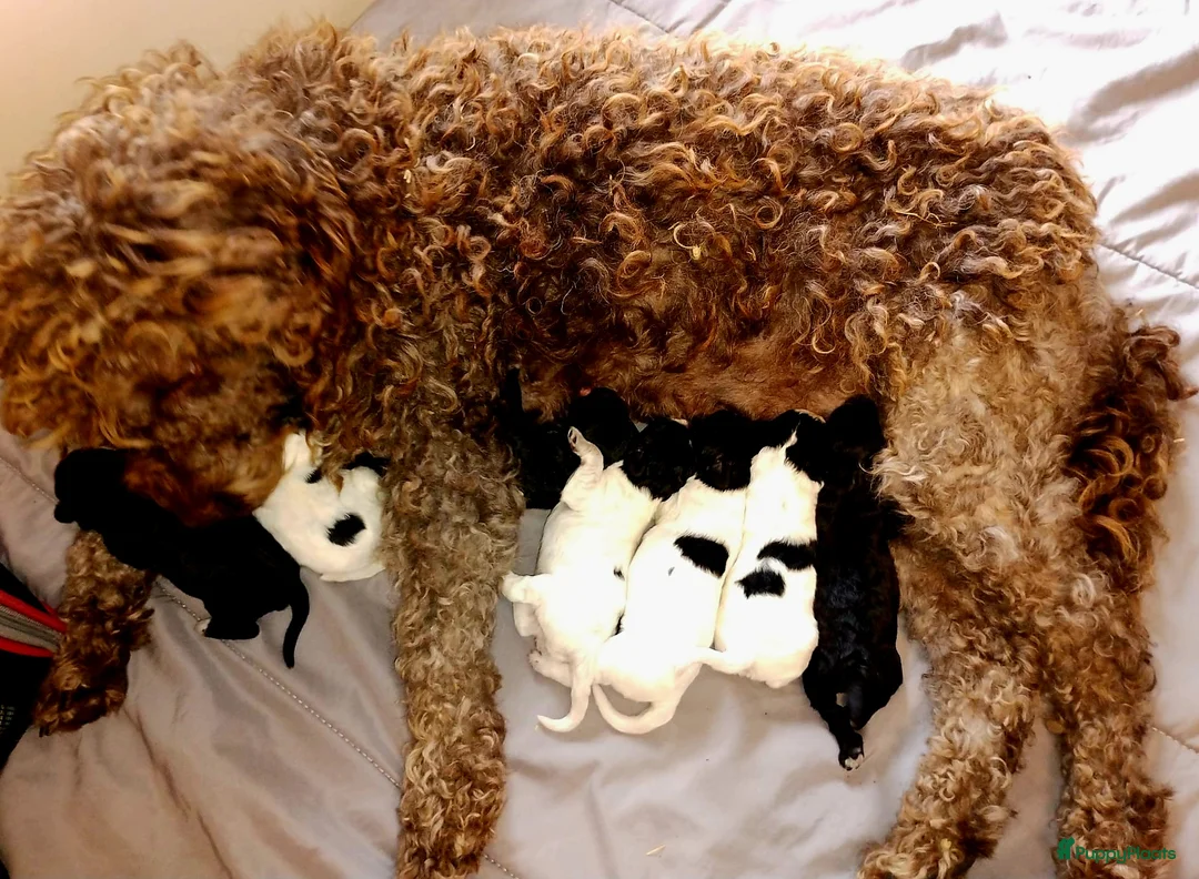 Kruising honden te koop: Zeer kleine waterhond - Advertentie 10