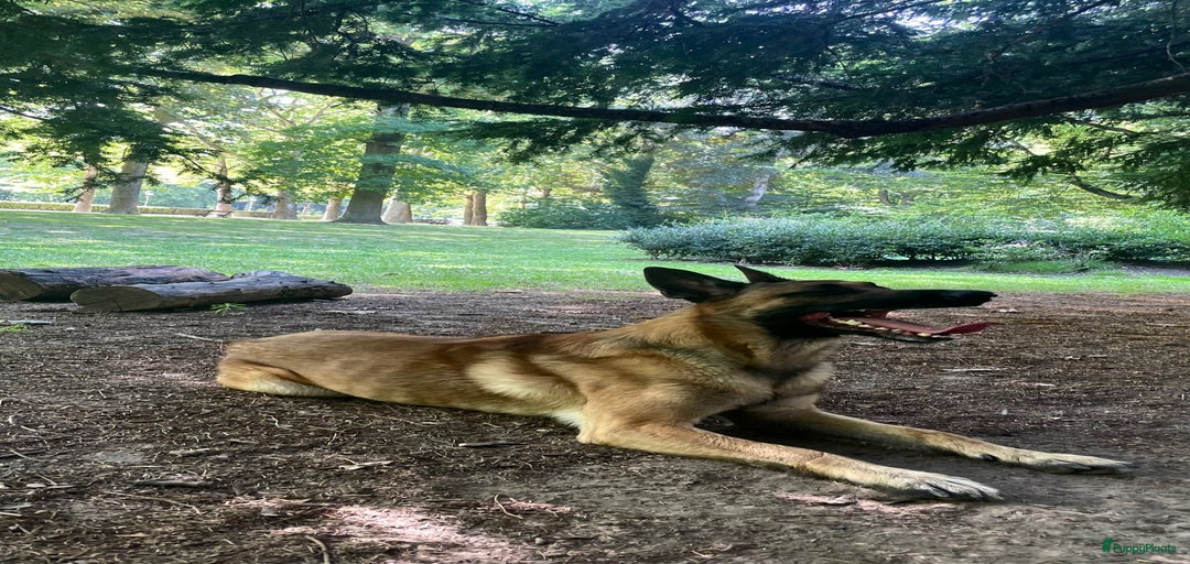 Galerij afbeelding {{count}}