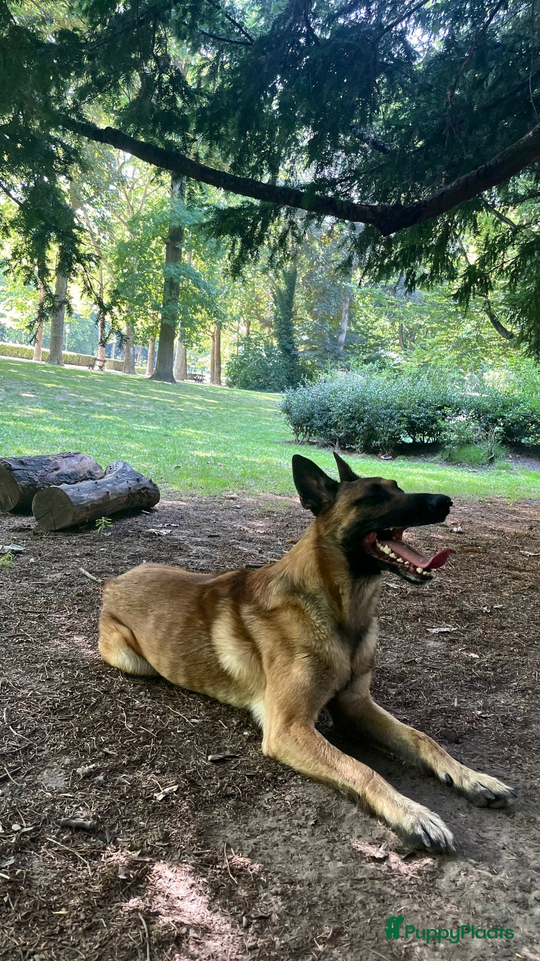 Galerij afbeelding {{count}}