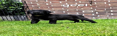 Labrador Retriever Puppy 10