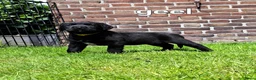 Labrador Retriever honden te koop: Labrador kruising - Advertentie 9