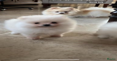 Pomeriaan honden - Advertentie 5