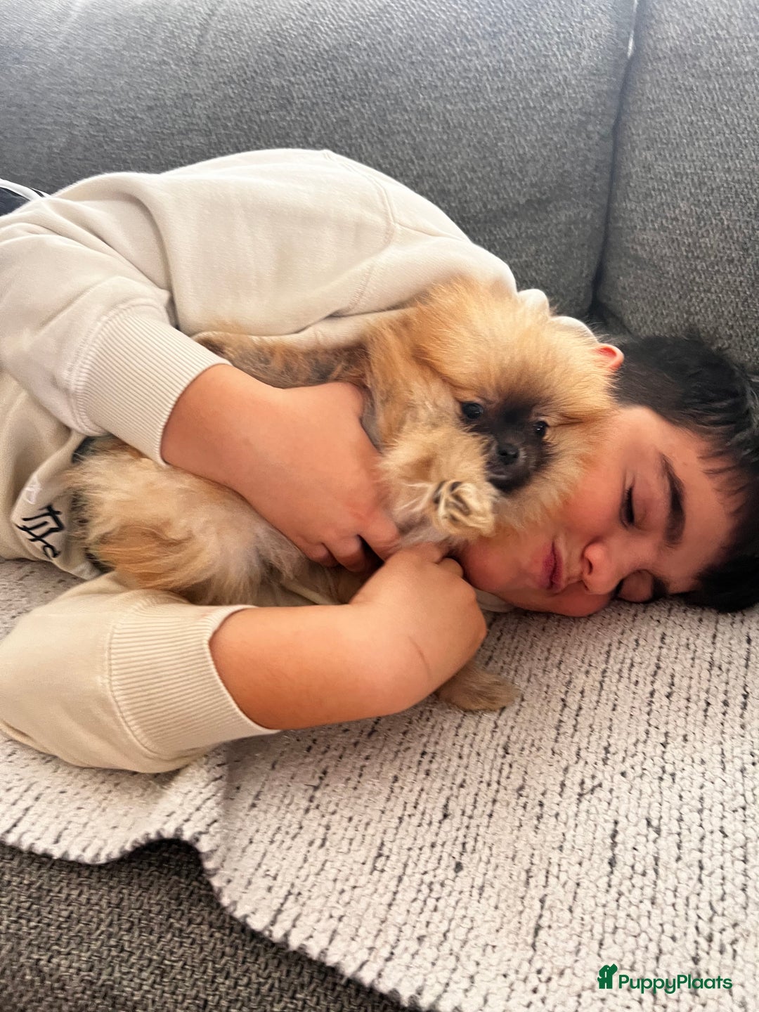 Pomeriaan honden te koop: Beautiful Healthy Bearface  Pomeranian Puppy - Advertentie 3