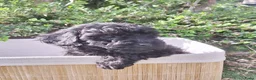 Maltipoo honden te koop: Schitterende mini Doodle pups  - Advertentie 15